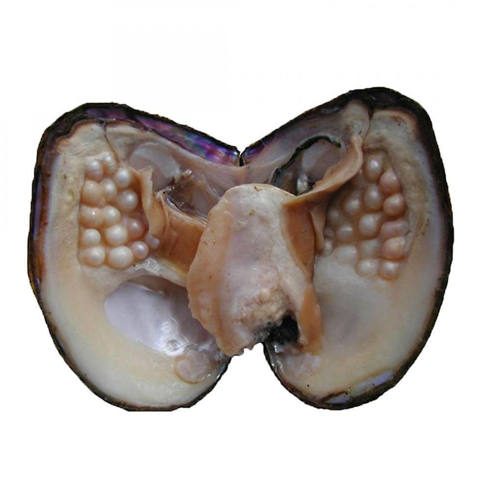 1796 Big Oysters with Plenty of Pearls Inside, 1 PC Cultured Freshwater